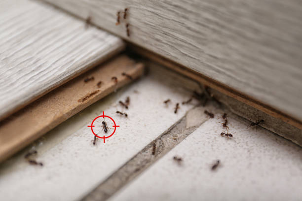 Best Emergency Pest Control  in Great Falls, SC