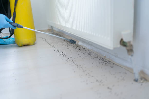 Insect Control in Great Falls, SC